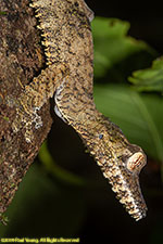 leaf-tailed gecko